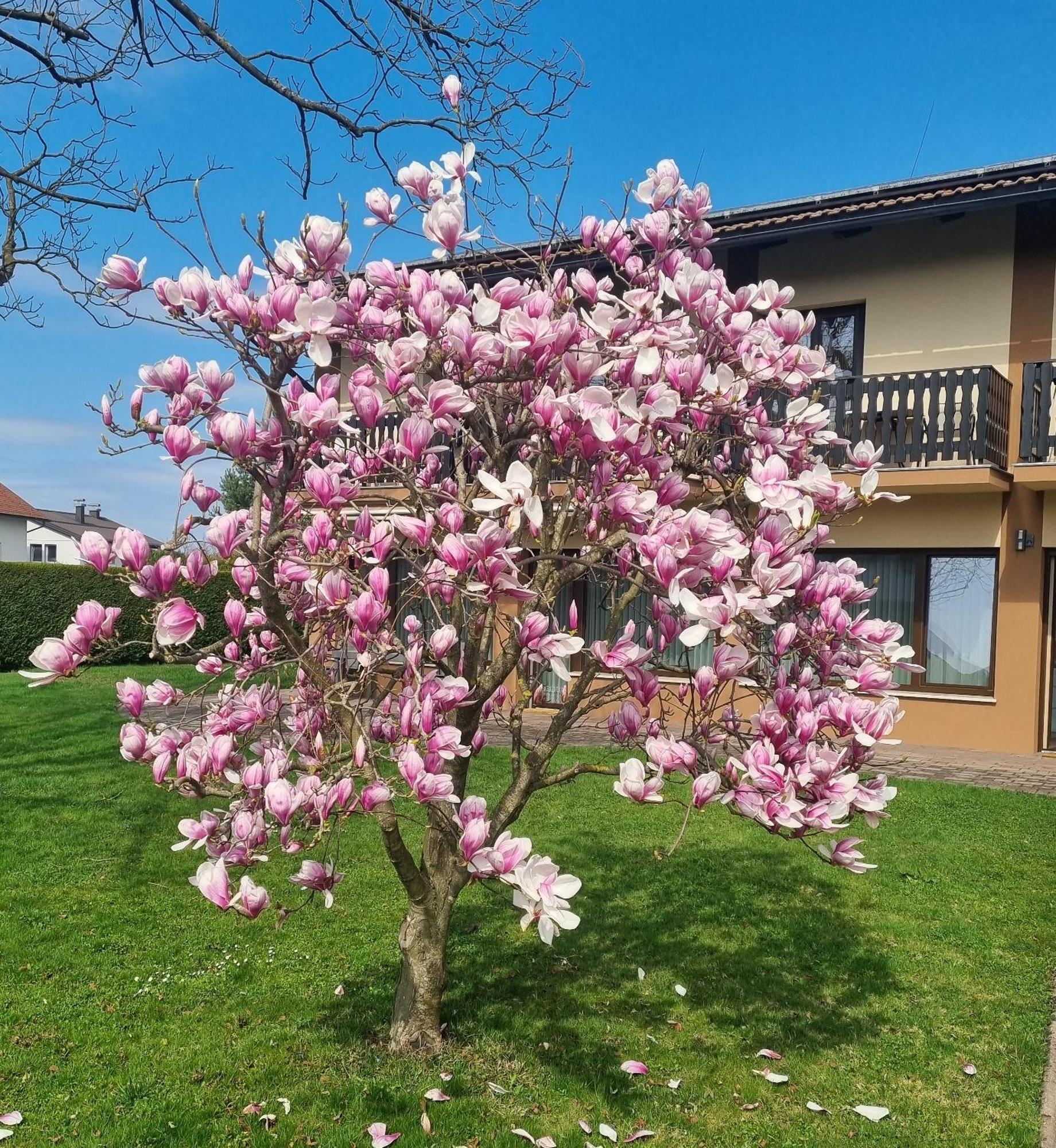 Apartments Ad Radenci Exterior foto